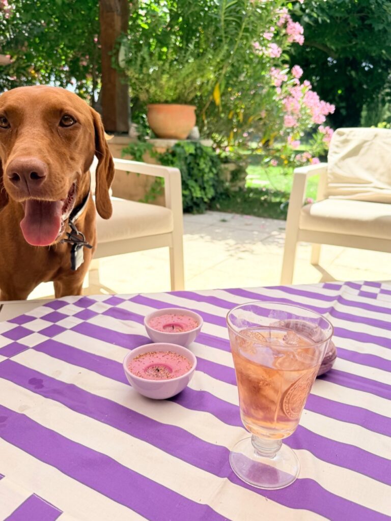Violette, chien marron joyeux, sur la terrasse du Mas de la Sacristière en Provence, avec nappe violette, rosé et desserts.