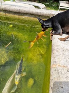 Un petit chien noir observe attentivement une carpe koï dorée dans un bassin verdoyant. D'autres carpes koï nagent à proximité. Scène de vie animale au Mas de la Sacristière.